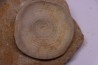 vertèbre de requin: OTODUS OBLIQUUS - Ypresien - Oued Zem, Maroc