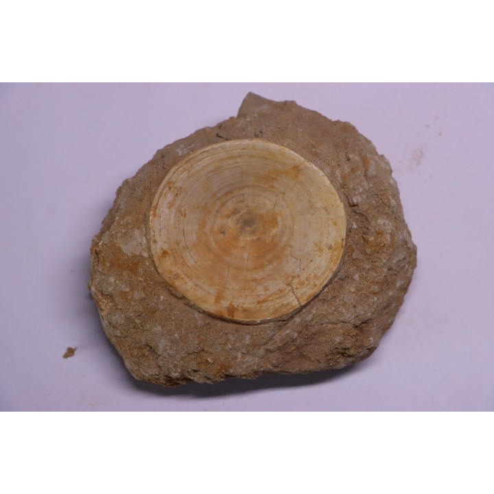 vertèbre de requin: OTODUS OBLIQUUS - Ypresien - Oued Zem, Maroc