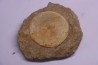 vertèbre de requin: OTODUS OBLIQUUS - Ypresien - Oued Zem, Maroc