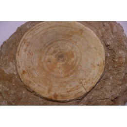 vertèbre de requin: OTODUS OBLIQUUS - Ypresien - Oued Zem, Maroc