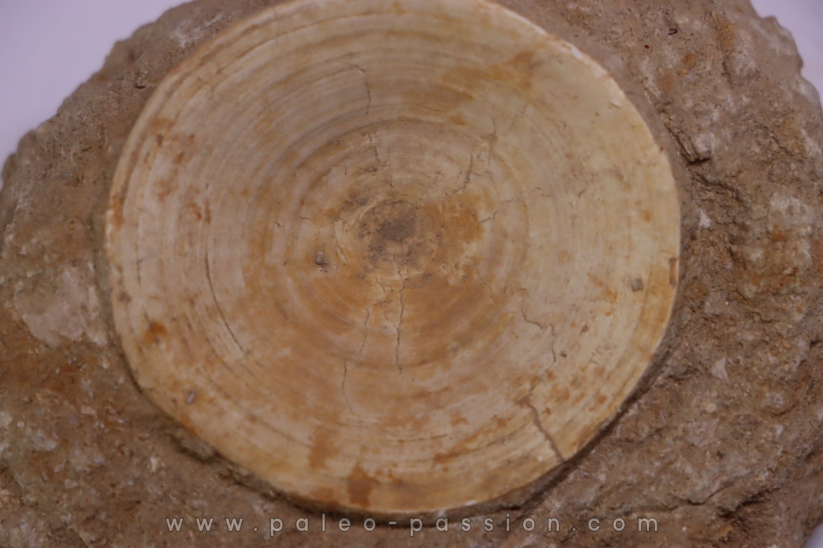 shark vertebrae: OTODUS OBLIQUUS - Ypresian - Oued Zem, Morocco