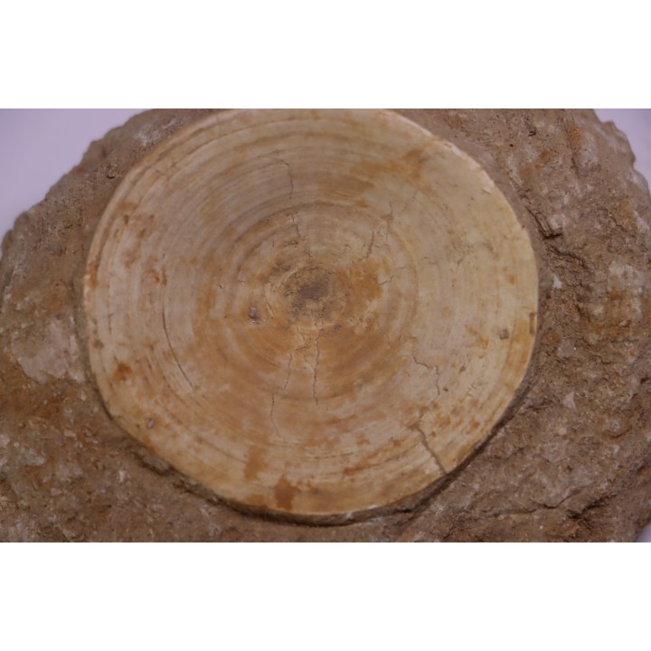 vertèbre de requin: OTODUS OBLIQUUS - Ypresien - Oued Zem, Maroc