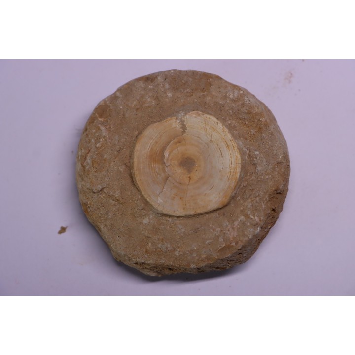 vertèbre de requin: OTODUS OBLIQUUS - Ypresien - Oued Zem, Maroc