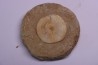 vertèbre de requin: OTODUS OBLIQUUS - Ypresien - Oued Zem, Maroc