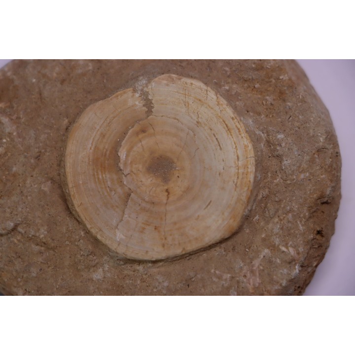 vertèbre de requin: OTODUS OBLIQUUS - Ypresien - Oued Zem, Maroc