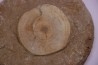 shark vertebrae: OTODUS OBLIQUUS - Ypresian - Oued Zem, Morocco