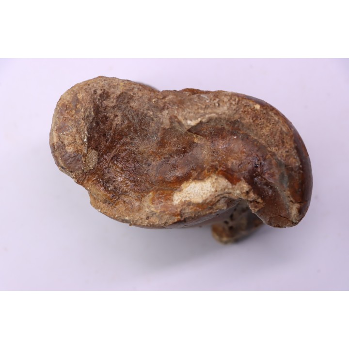 talus (ankle bone)  Bison priscus  pleistocene  north  sea - Holland