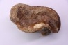 astragale de Bison priscus pleistocene mer du Nord - Hollande
