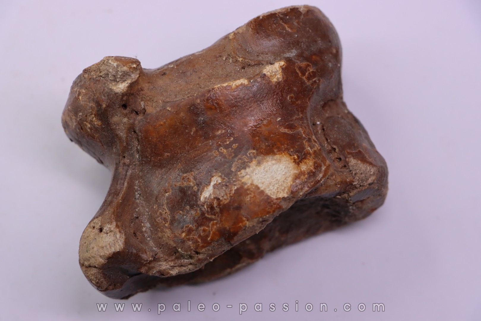 astragale de Bison priscus pleistocene mer du Nord - Hollande