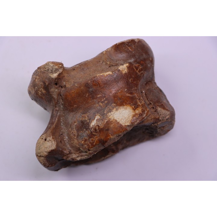 astragale de  Bison priscus  pleistocene  mer du Nord - Hollande
