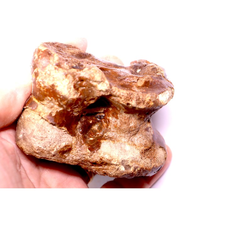 talus (ankle bone)  Bison priscus  pleistocene  north  sea - Holland