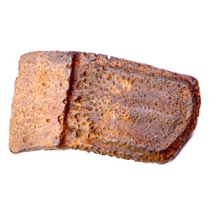 Holmesina flordanus  pliocene  florida river deposit  Florida, USA