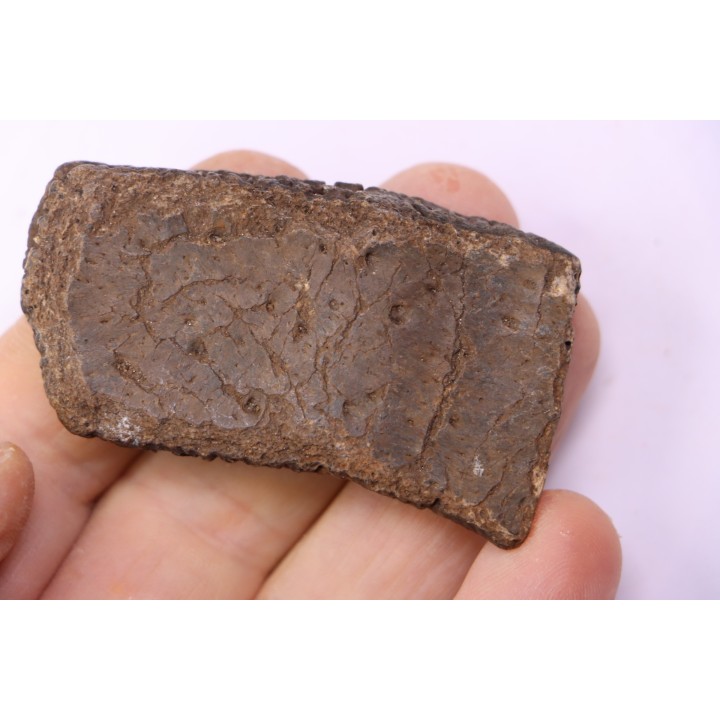 Holmesina flordanus  pliocene  florida river deposit  Florida, USA