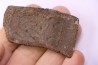 Holmesina flordanus  pliocene  florida river deposit  Florida, USA