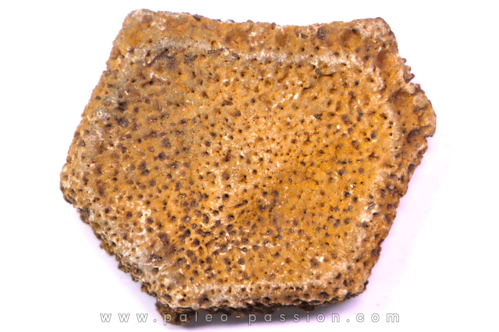 Holmesina flordanus pliocene florida river deposit Florida, USA