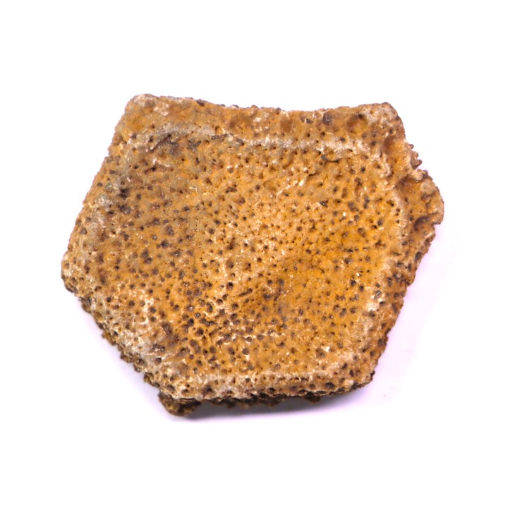 Holmesina flordanus  pliocene  florida river deposit  Florida, USA