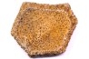 Holmesina flordanus pliocene florida river deposit Florida, USA