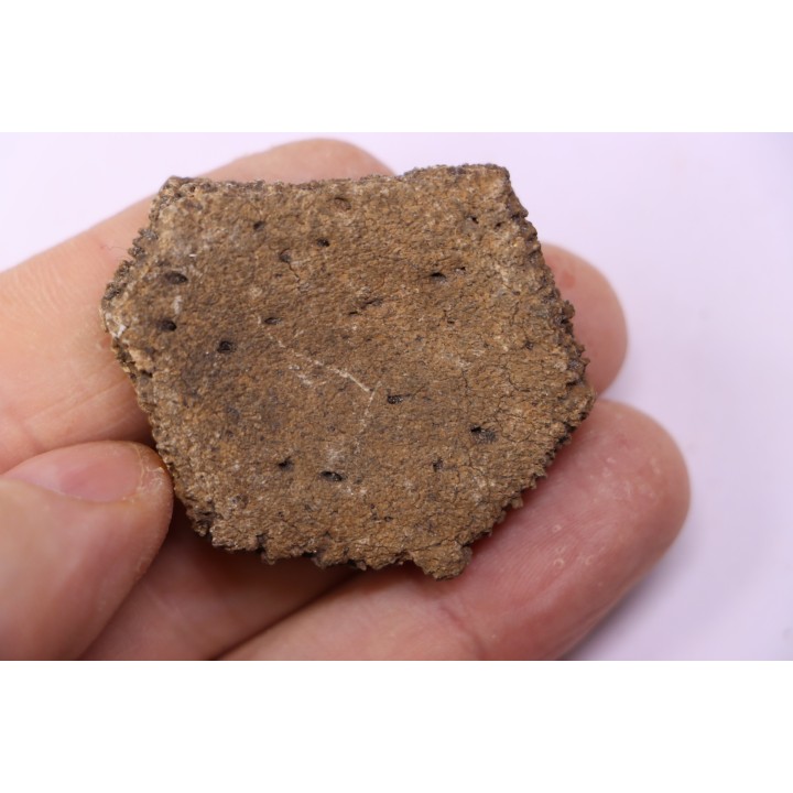 Holmesina flordanus  pliocene  florida river deposit  Florida, USA