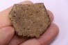 Holmesina flordanus pliocene florida river deposit Florida, USA