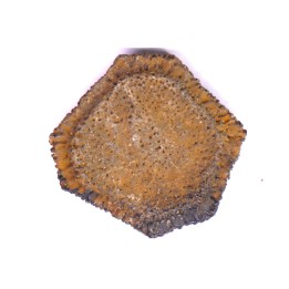 Holmesina flordanus  pliocene  florida river deposit  Florida, USA