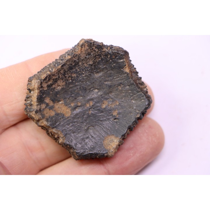 Holmesina flordanus  pliocene  florida river deposit  Florida, USA