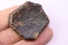 Holmesina flordanus pliocene florida river deposit Florida, USA
