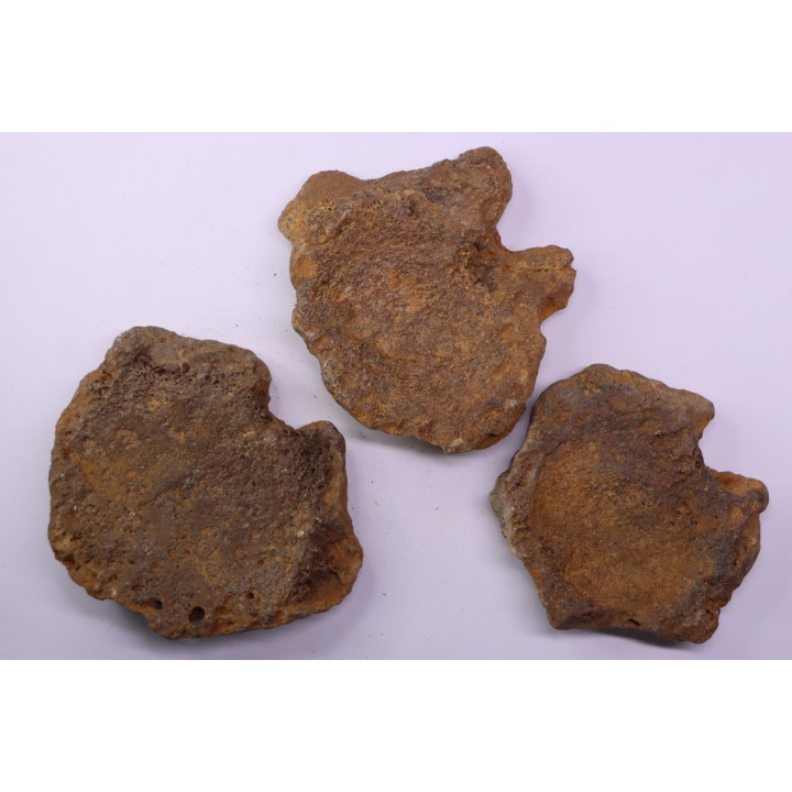 3 cervical vertebrae of pliosaur:  Liopleurodon  upper jurassic  Cambridge, UK