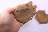 3 cervical vertebrae of pliosaur: Liopleurodon upper jurassic Cambridge, UK