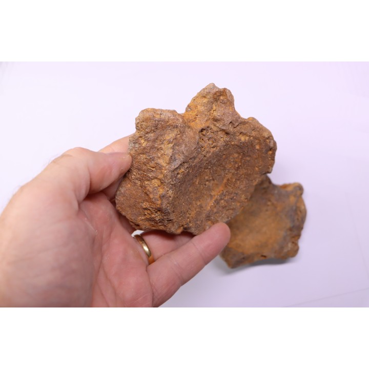 3 cervical vertebrae of pliosaur:  Liopleurodon  upper jurassic  Cambridge, UK