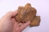 3 cervical vertebrae of pliosaur: Liopleurodon upper jurassic Cambridge, UK