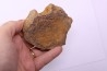 3 cervical vertebrae of pliosaur: Liopleurodon upper jurassic Cambridge, UK
