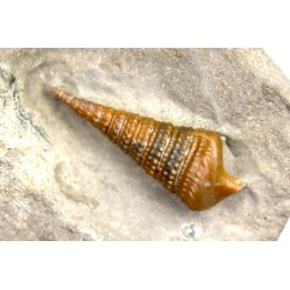 Metacerithium trimonile (Michelin, 1838)  - Albien moyen - carriere Courcelles,  Villemoyenne, Aube, FRANCE