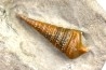 Metacerithium trimonile (Michelin, 1838) - Albien moyen - carriere Courcelles, Villemoyenne, Aube, FRANCE