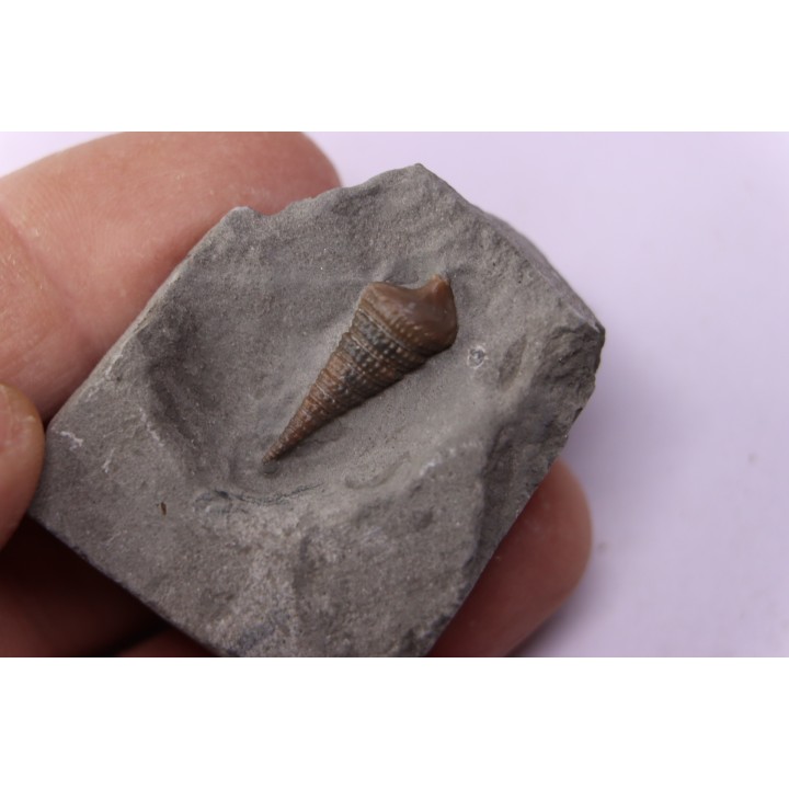 Metacerithium trimonile (Michelin, 1838)   - Middle Albian - Courcelles quarry,  Villemoyenne, Aube, FRANCE