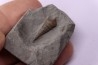 Metacerithium trimonile (Michelin, 1838) - Albien moyen - carriere Courcelles, Villemoyenne, Aube, FRANCE