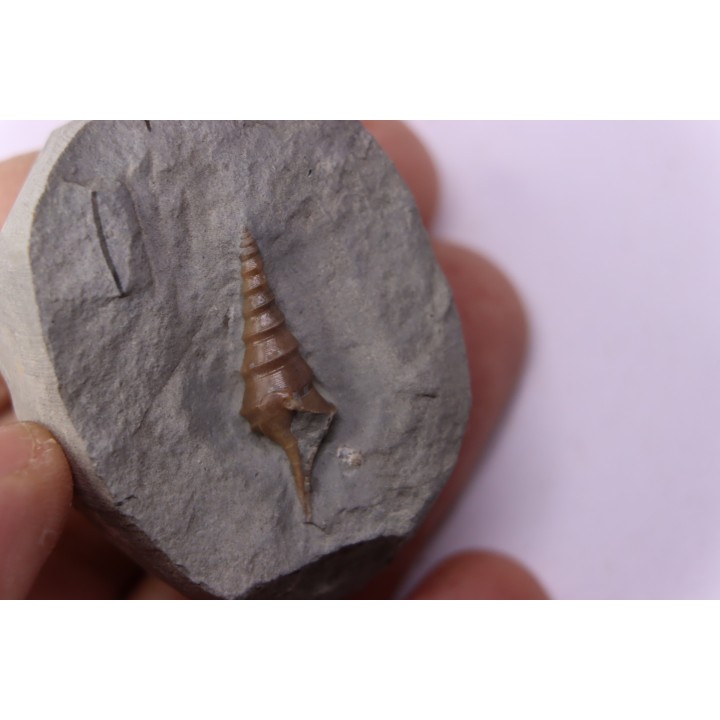 Pseudanchura carinella (d'Orbigny, 1843)  - Albien moyen - carriere Courcelles,  Villemoyenne, Aube, FRANCE