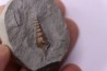 Pseudanchura carinella (d'Orbigny, 1843) - Middle Albian - Courcelles quarry, Villemoyenne, Aube, FRANCE
