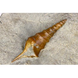 Pseudanchura carinella (d'Orbigny, 1843)  - Albien moyen - carriere Courcelles,  Villemoyenne, Aube, FRANCE