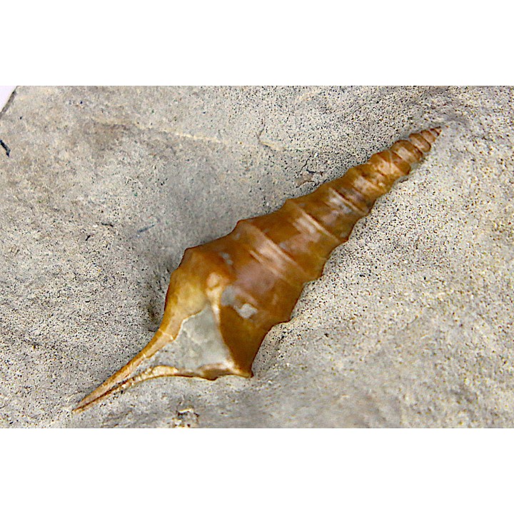 Pseudanchura carinella (d'Orbigny, 1843)  - Albien moyen - carriere Courcelles,  Villemoyenne, Aube, FRANCE