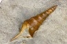 Pseudanchura carinella (d'Orbigny, 1843)  - Albien moyen - carriere Courcelles,  Villemoyenne, Aube, FRANCE