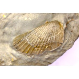 Lima parallela (D’Orbigny)  - Albien moyen - carriere Courcelles,  Villemoyenne, Aube, FRANCE