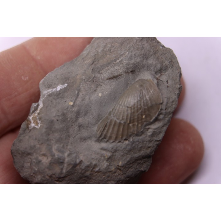 Lima parallela (D’Orbigny)   - Middle Albian - Courcelles quarry,  Villemoyenne, Aube, FRANCE
