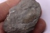 Lima parallela (D’Orbigny) - Middle Albian - Courcelles quarry, Villemoyenne, Aube, FRANCE