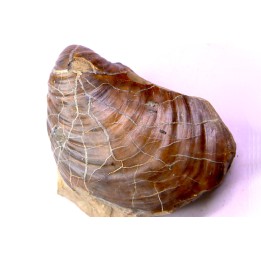 Inoceramus concentricus - middle Albian - Courcelles quarry  Villemoyenne, Aube, FRANCE