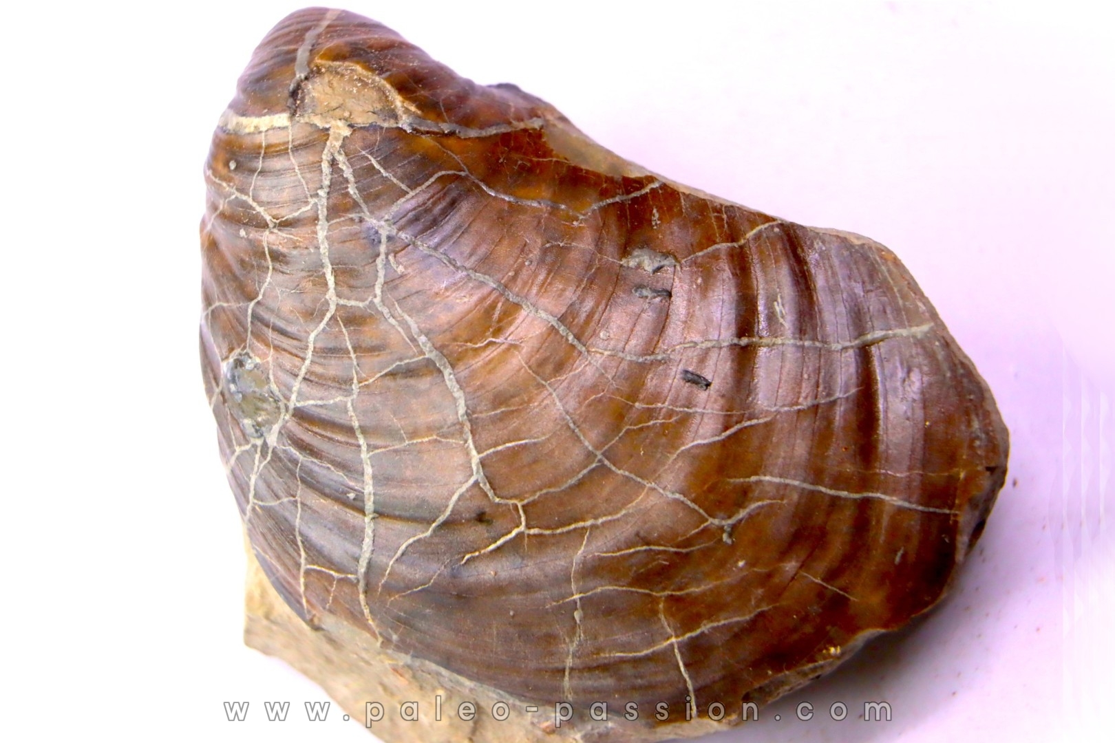 Inoceramus concentricus - Albien moyen - ancienne carriere Courcelles, Aube, FRANCE