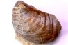 Inoceramus concentricus - middle Albian - Courcelles quarry  Villemoyenne, Aube, FRANCE