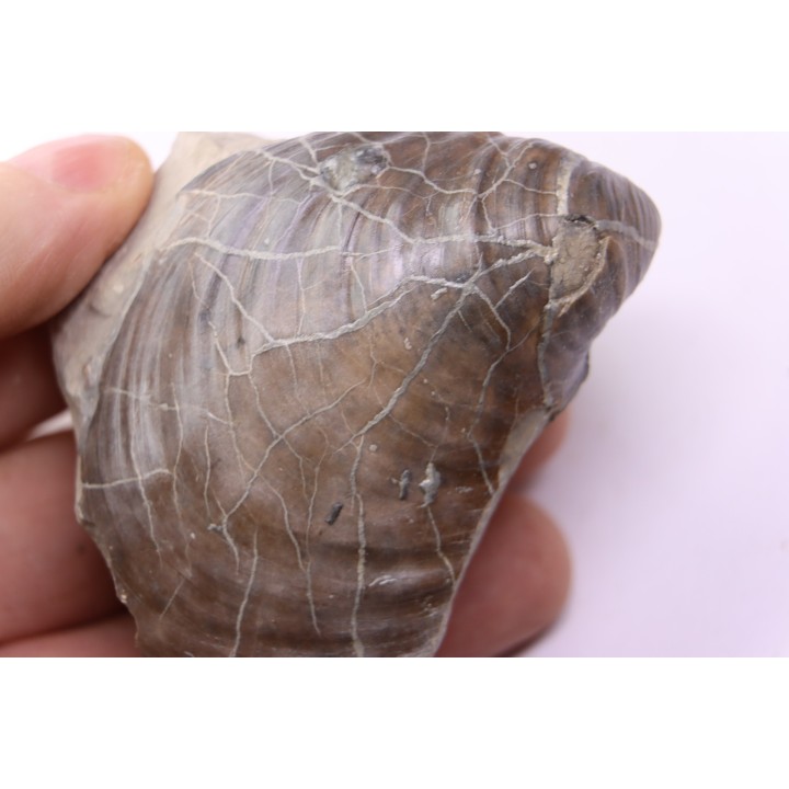 Inoceramus concentricus - Albien moyen - ancienne carriere Courcelles, Aube, FRANCE