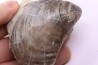 Inoceramus concentricus - middle Albian - Courcelles quarry  Villemoyenne, Aube, FRANCE