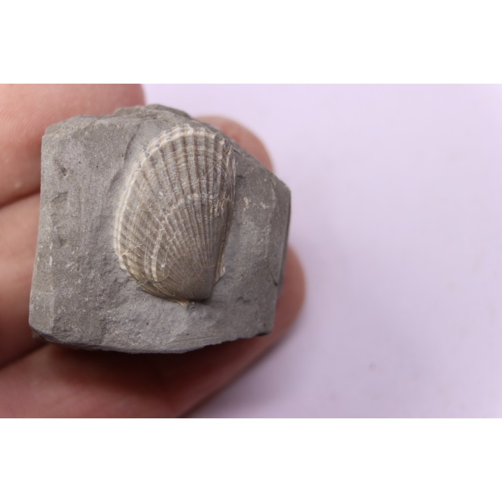 Lima parallela (D’Orbigny)   - Middle Albian - Courcelles quarry,  Villemoyenne, Aube, FRANCE