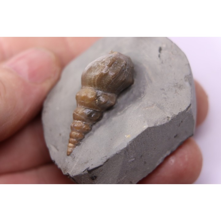 Perissoptera marginata (J. de C. Sowerby, 1836) - Middle Albian - Courcelles quarry,  Villemoyenne, Aube, FRANCE